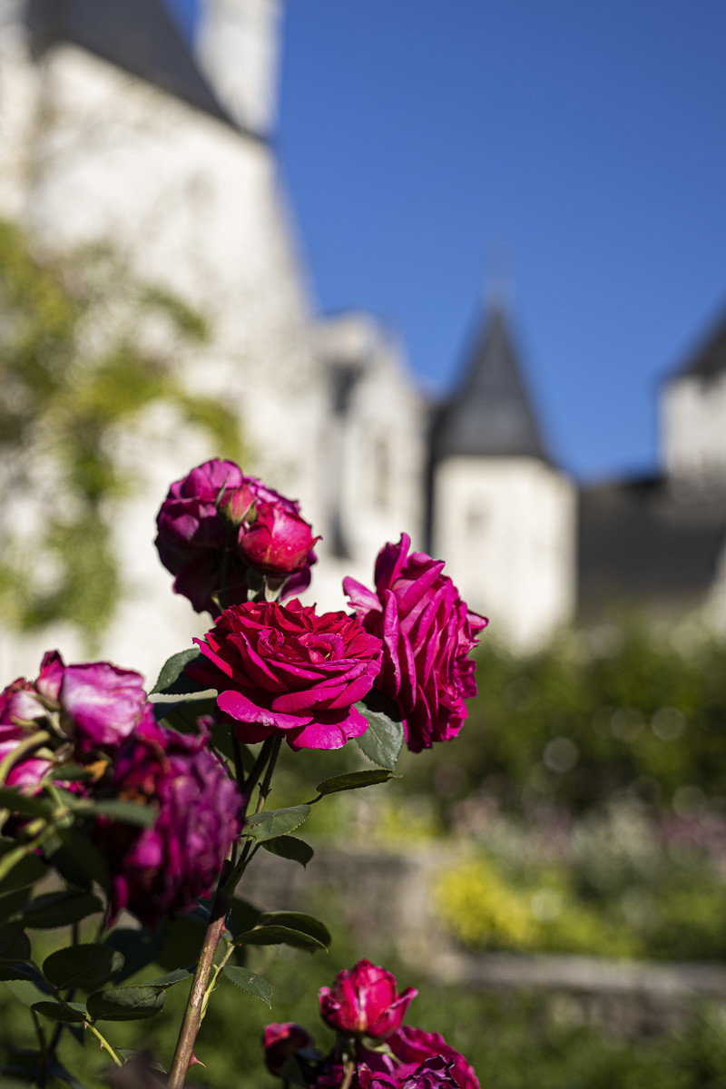 Fête des roses château du Rivau