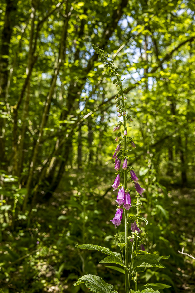 _H6A7965_web.jpg
