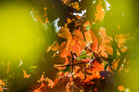 Couleur de la vgne