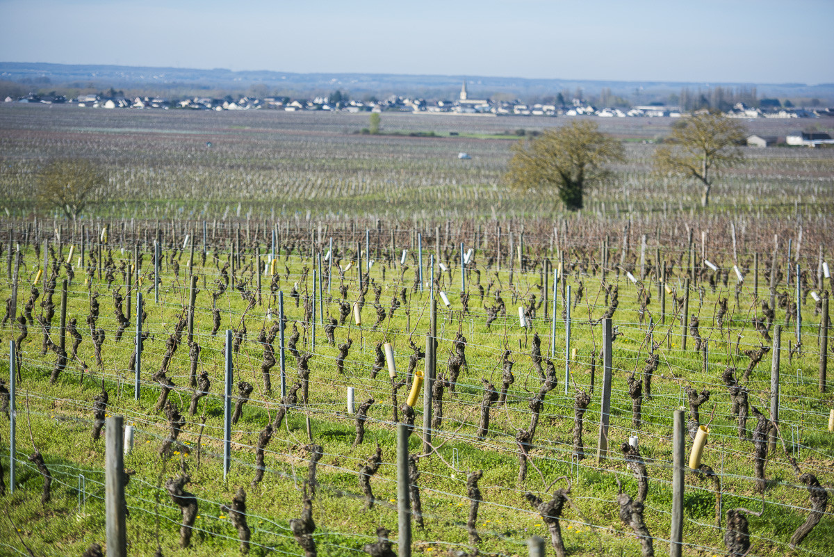 Couleur de la vgne