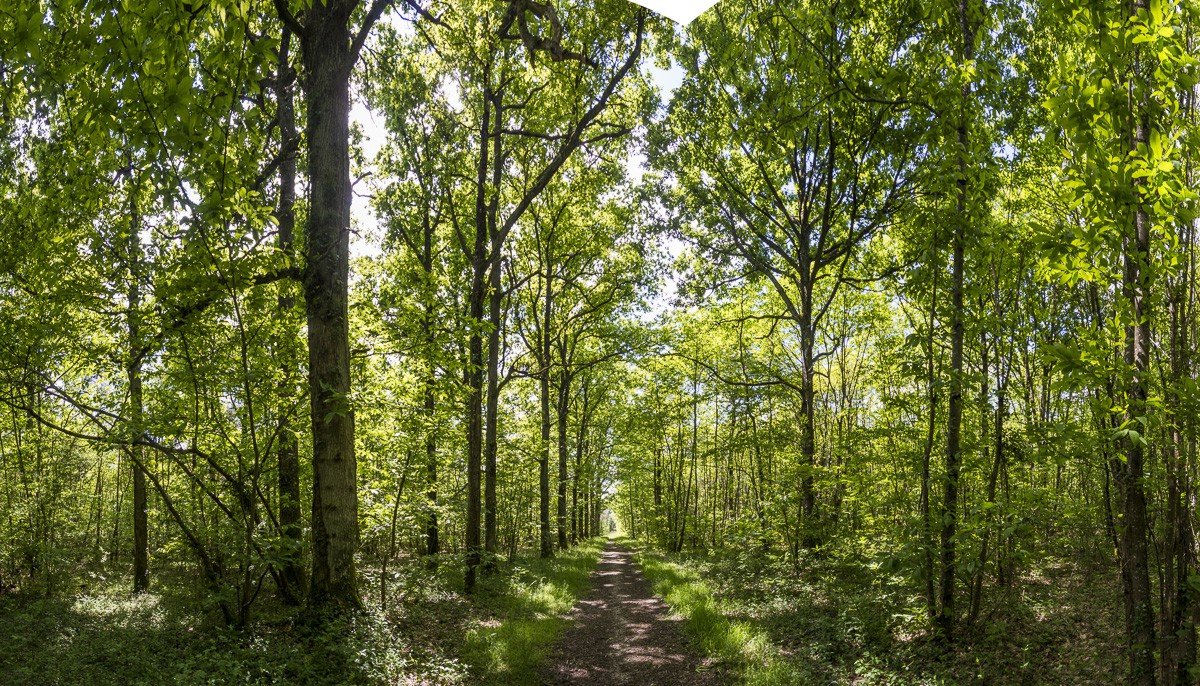 _D801704-Panorama-Modifier.jpg