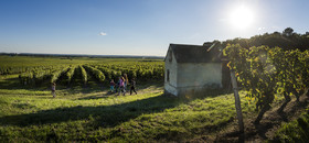 Couleur de la vgne