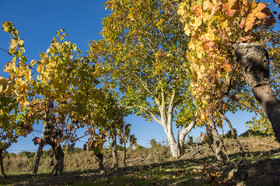 Couleur de la vgne