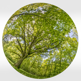_D801590-rond.jpg