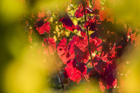 _DSC3624_web.jpg