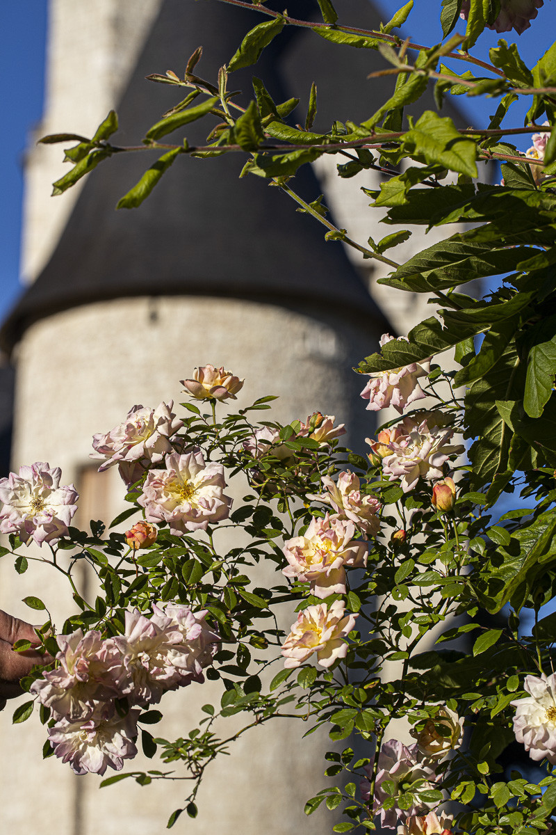Fête des roses château du Rivau