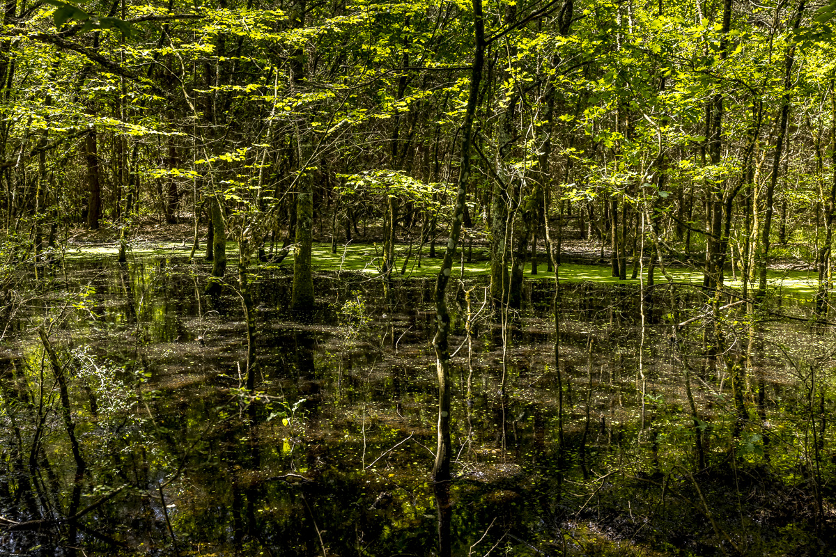 _H6A7946_web.jpg