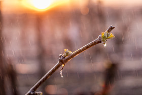 _AR_9871_web.jpg