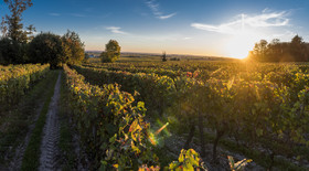 Couleur de la vgne