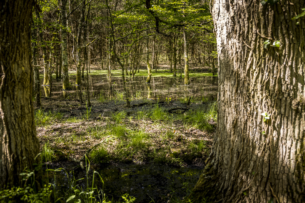 _H6A7907_web.jpg