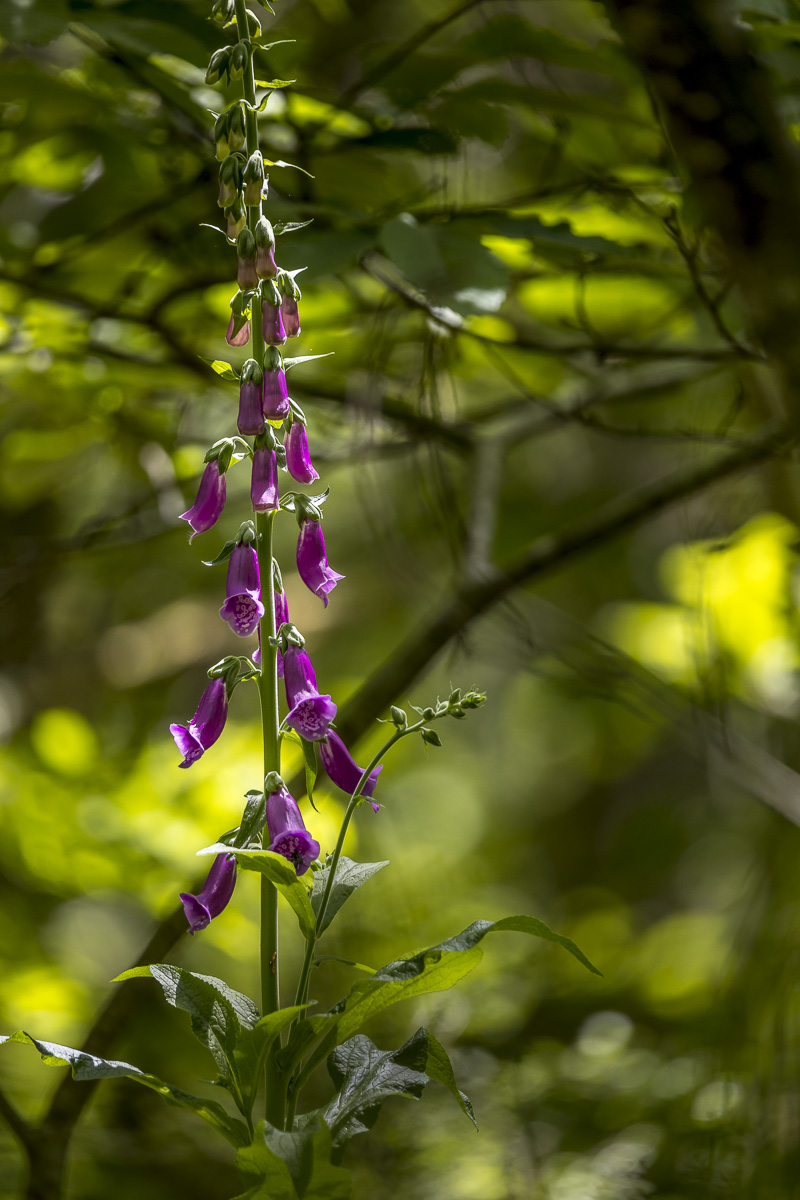 _H6A7979_web.jpg