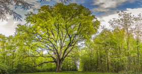 _D801450-Panorama-Modifier.jpg