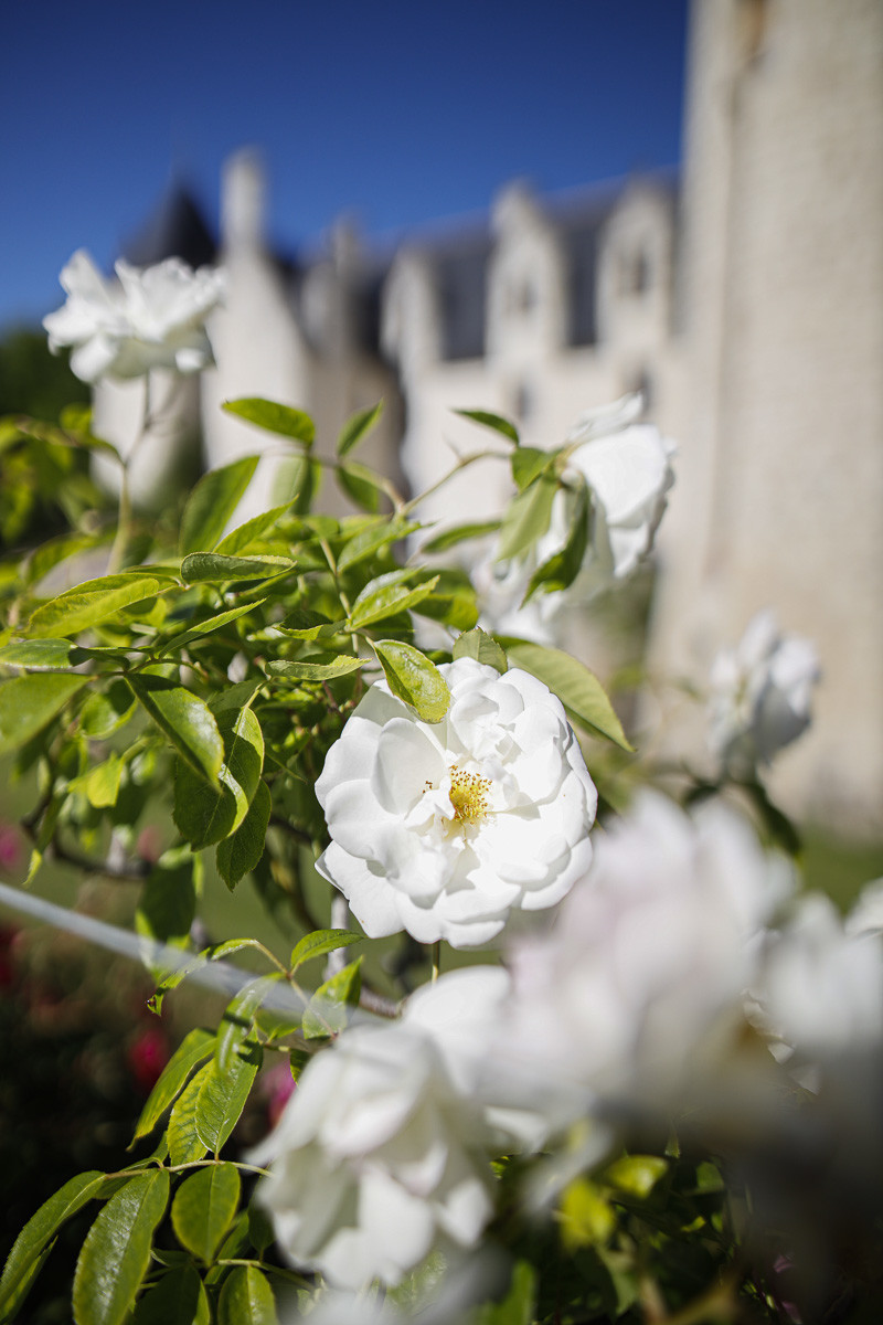 Fête des roses château du Rivau