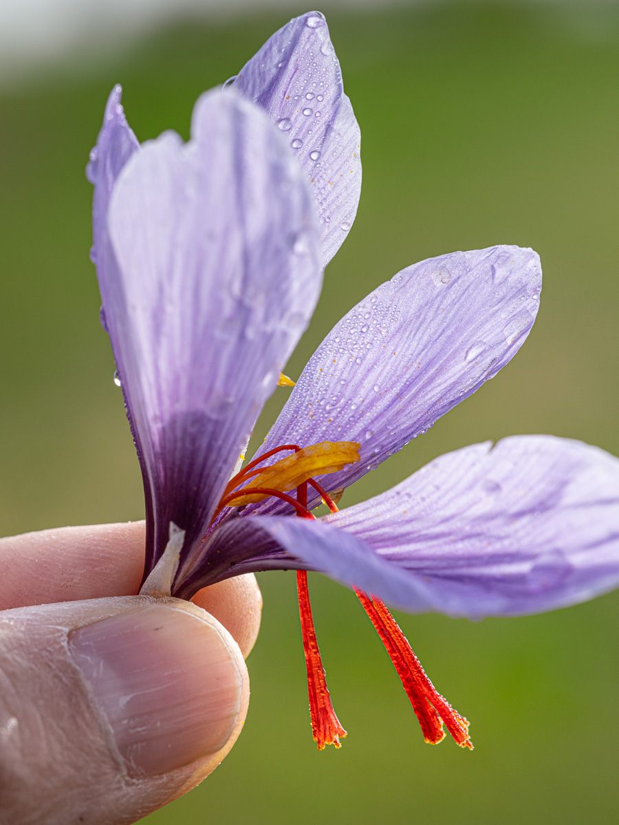 _DSF4732_web.jpg