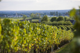 Couleur de la vgne