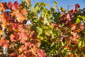 Couleur de la vgne