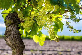 _DSC5591_web.jpg