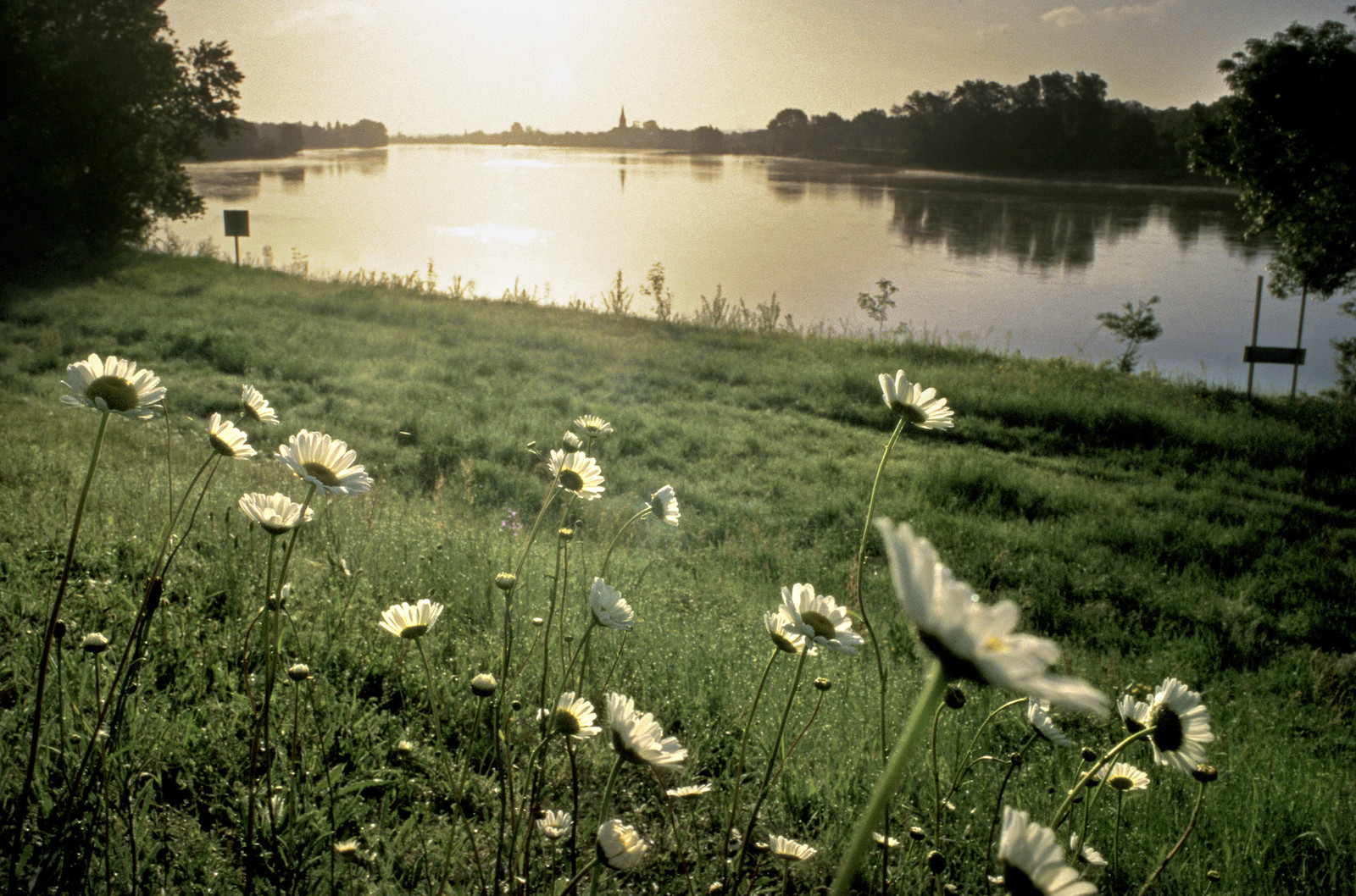 Loire en face de Bréhémont
