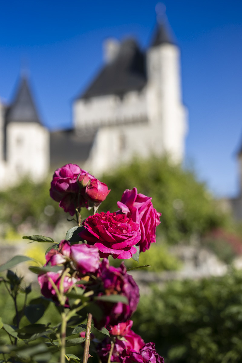Fête des roses château du Rivau
